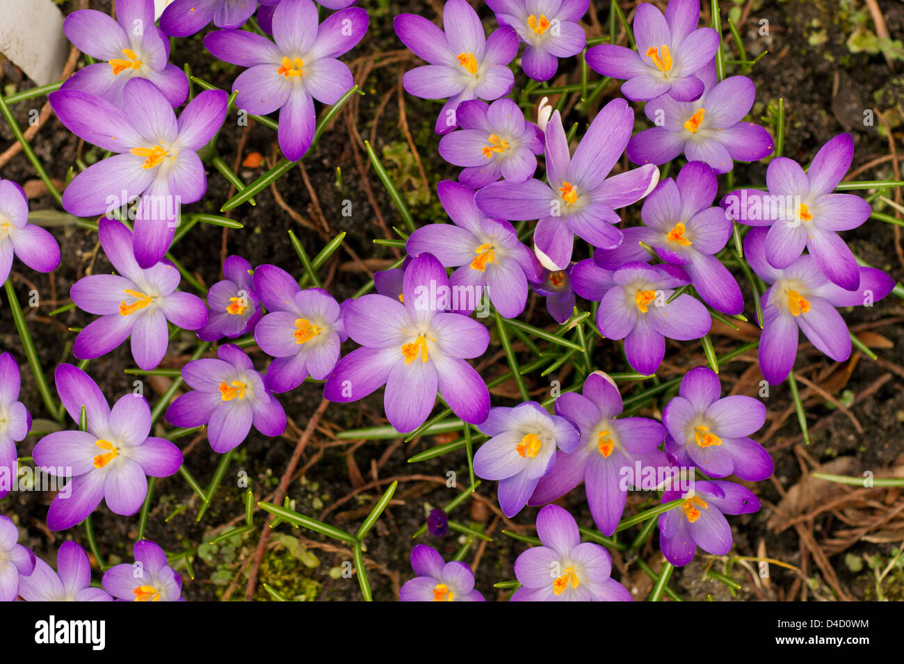 Crocus Flowers seen from above Stock Photo