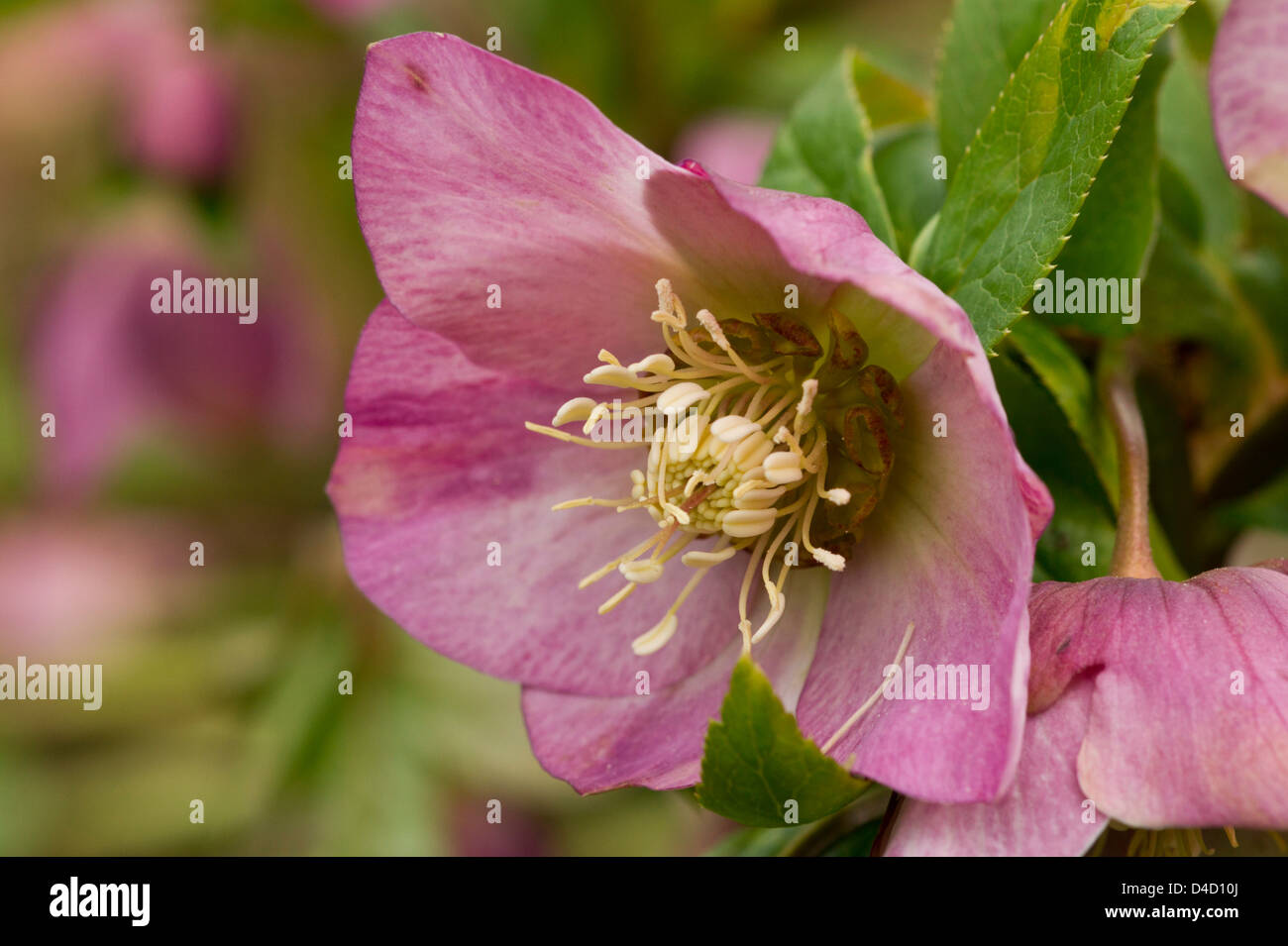 Pink Helleborus flower Stock Photo - Alamy