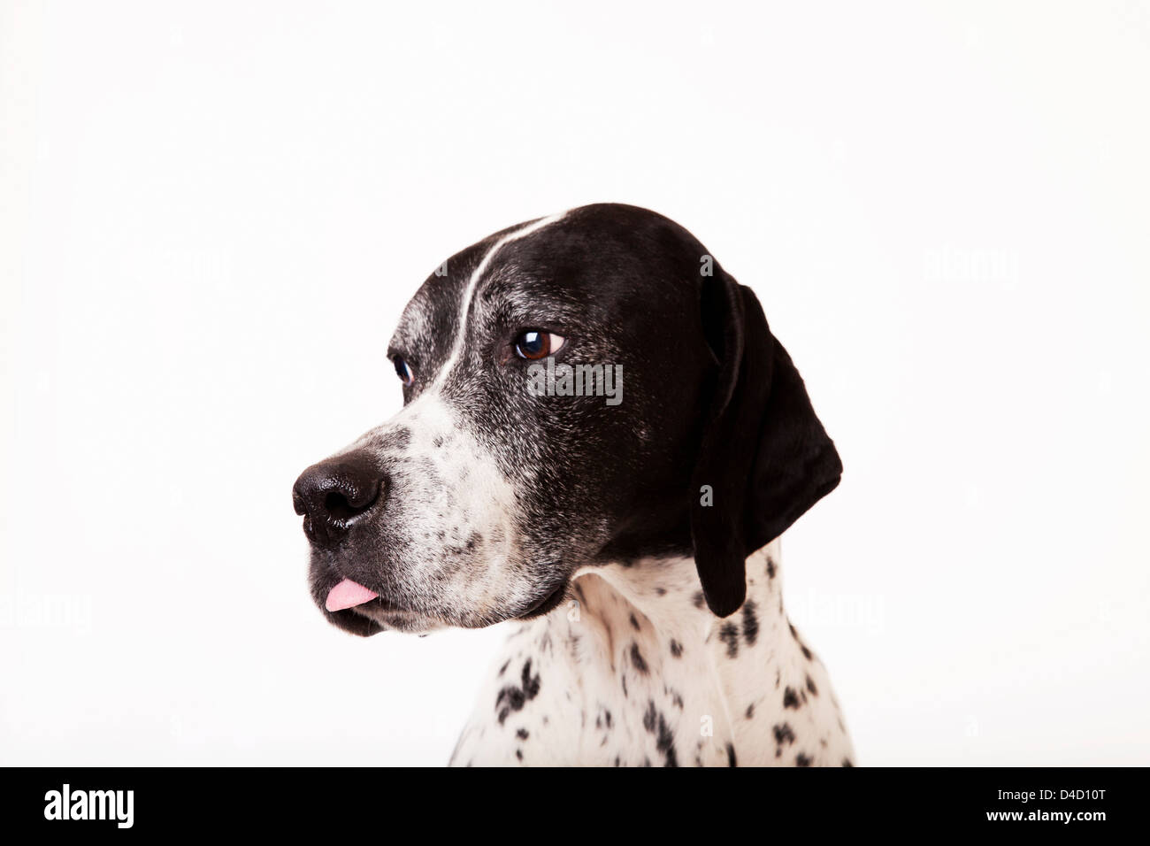Close up of dog's face Stock Photo
