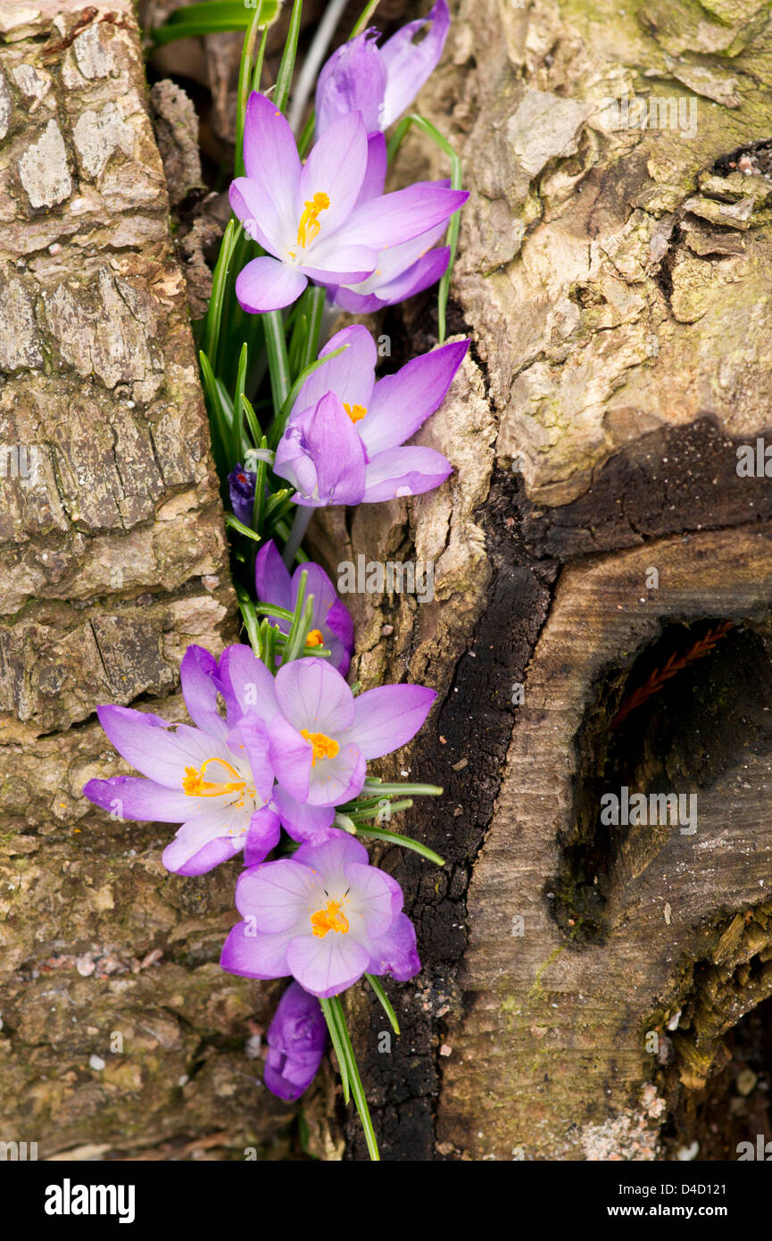 Purple crocus flowers between a log Stock Photo