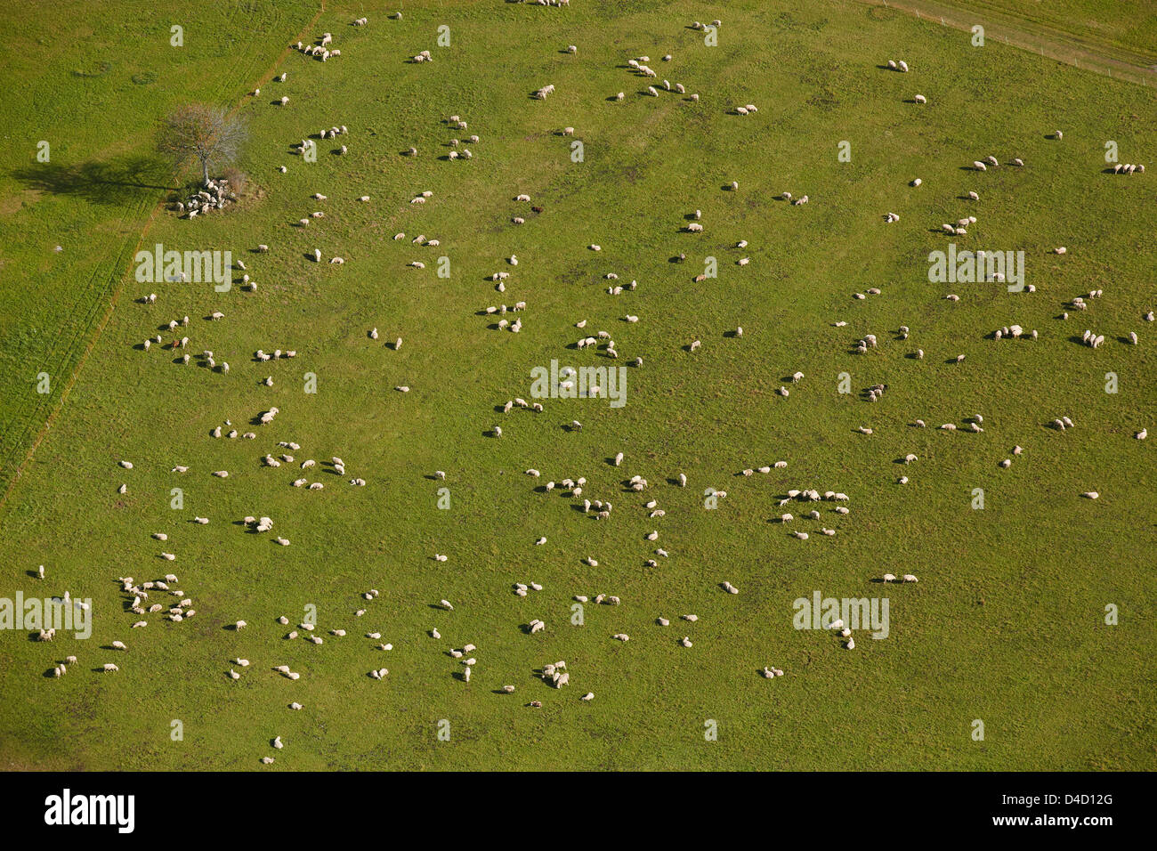 Flock of sheep on pasture, Swabian Jura, Baden-Wuerttemberg, Germany, aerial photo Stock Photo