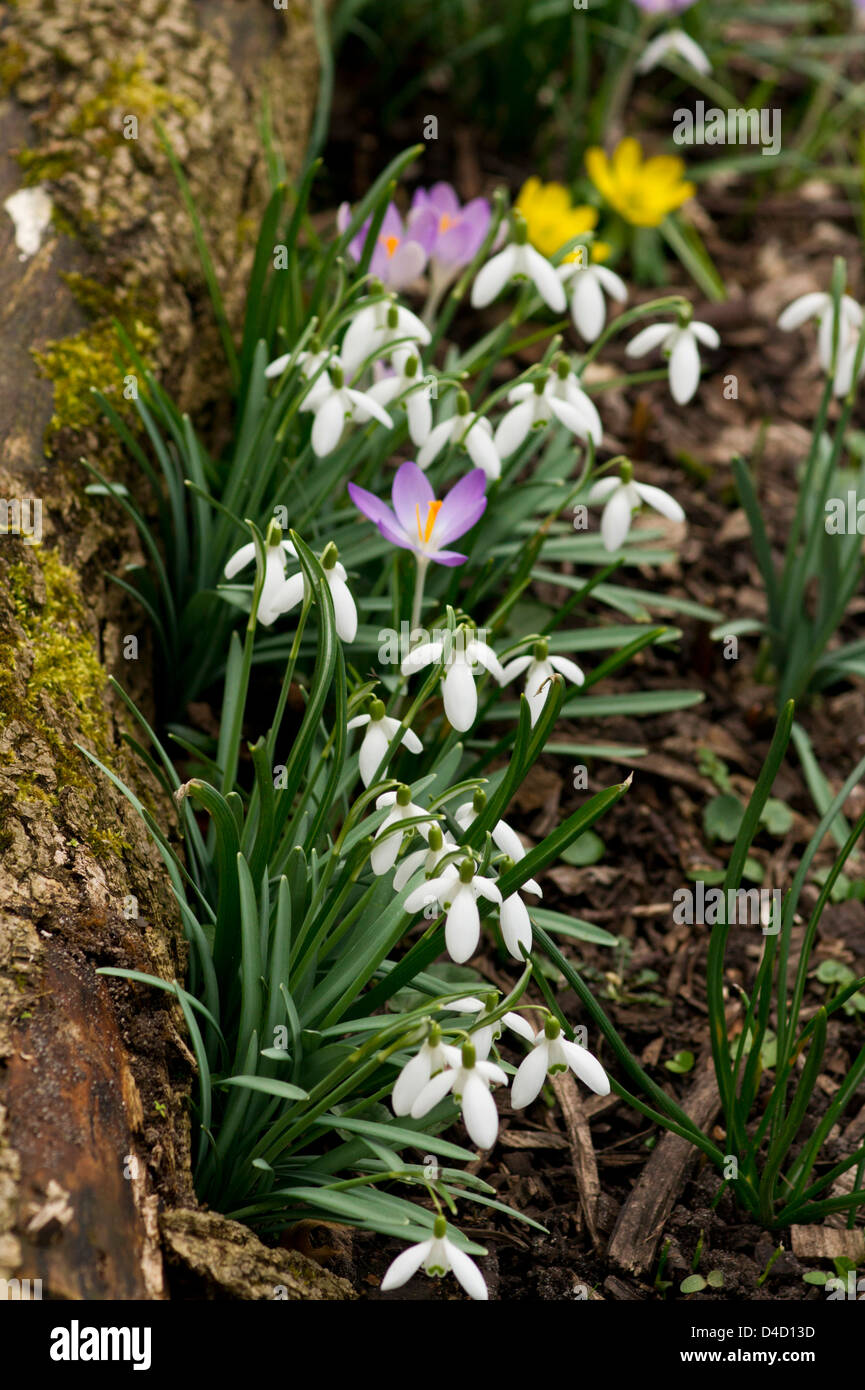 Snowdrops and crocus flowers Stock Photo