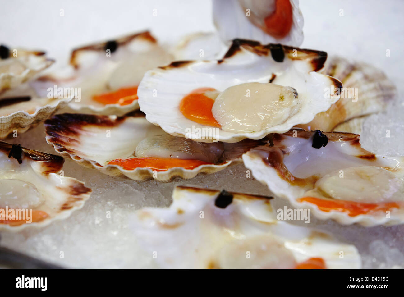 Fresh scallops hires stock photography and images Alamy