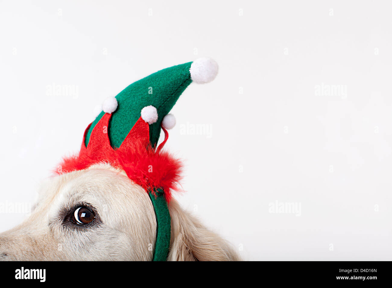 Close up of dog wearing Christmas hat Stock Photo
