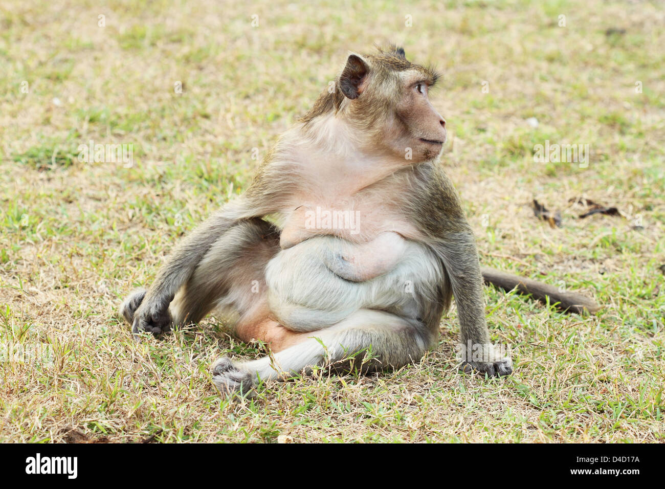 fat monkey on the grass Stock Photo
