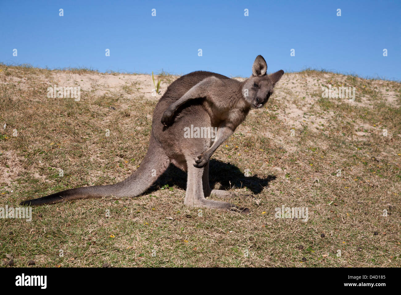 Eastern Grey Kangaroo using his paw to scratch himself Pebbly Beach  South Coast New South Wales Australia Stock Photo