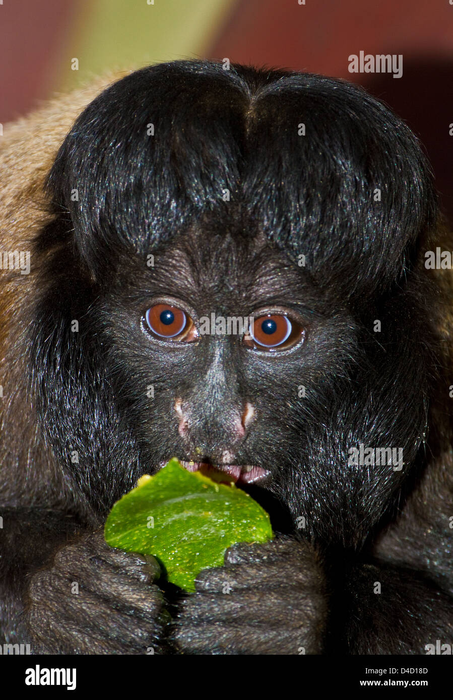 Red backed bearded saki hires stock photography and images Alamy