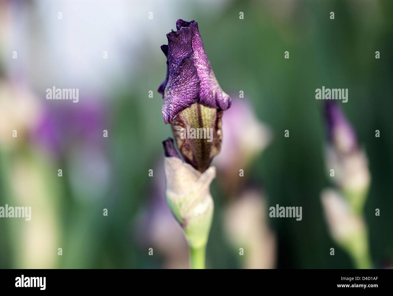 Purple Iris Barbata Stock Photo