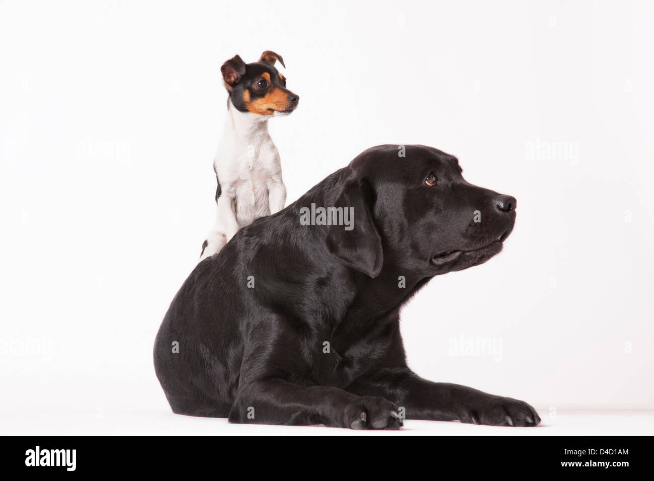 Little dog sitting on big dog Stock Photo