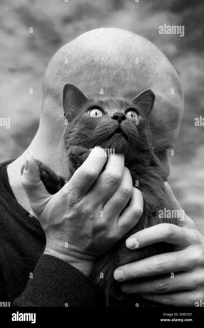 Man holding female Russian blue female cat Stock Photo