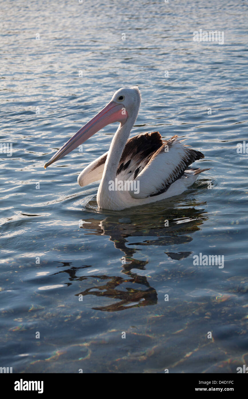 Australian Pelican swimming on water at Bermagui Sapphire Coast NSW Australia Stock Photo