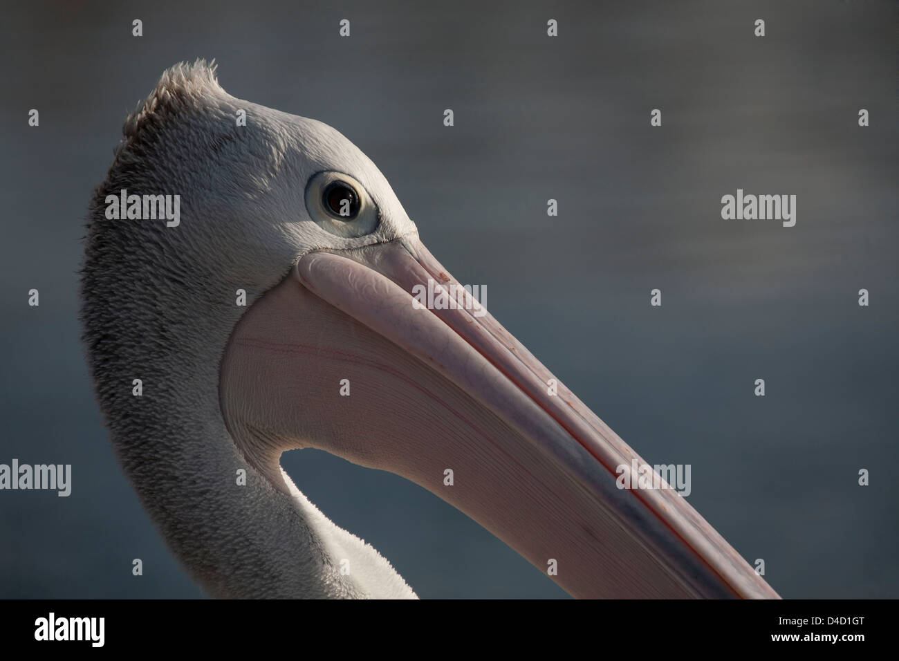 Close up portrait of Australian Pelican Bermagui Sapphire Coast NSW Australia Stock Photo