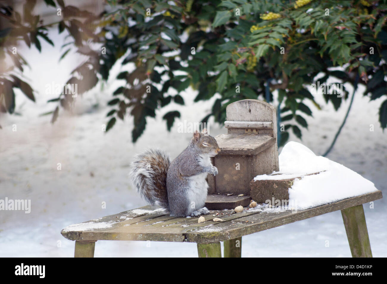 Worthing, Sussex, UK. 12th March 2013. Snow in the south east of England - Grey squirrel (sciurus carolinensis) in a snow covered wildlife friendly garden looking very cold & sorrowful.  Credit:  Libby Welch / Alamy Live News Stock Photo