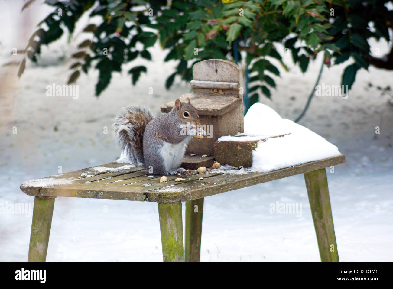 Worthing, Sussex, UK. 12th March 2013. Snow in the south east of England - Grey squirrel (sciurus carolinensis) eating a nut in a snow covered wildlife friendly garden.  Credit:  Libby Welch / Alamy Live News Stock Photo
