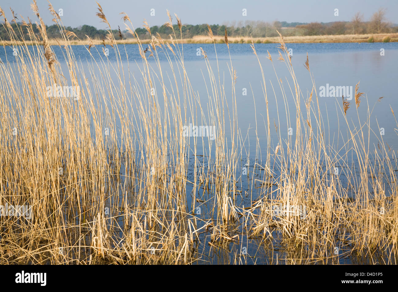 Water reeds growing plants hires stock photography and images Alamy