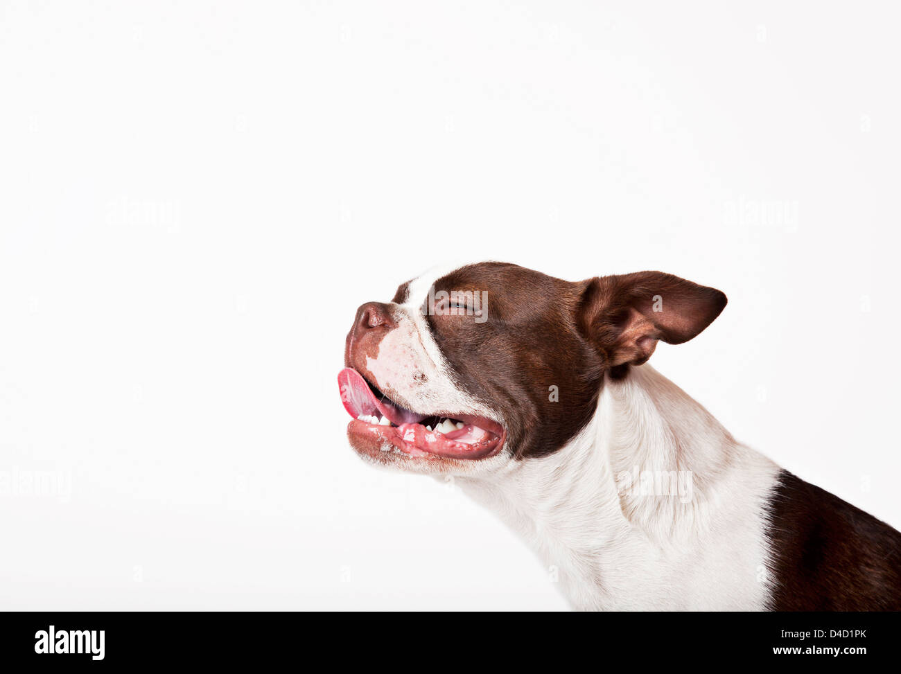 Сильное слюноотделение у собаки. Сиалоцеле слюнной железы у собак. Французский бульдог слюни.