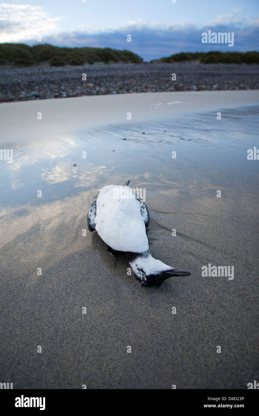Razorbill carcass washed up on Elly Bay Beach, Belmullet Peninsula, County Mayo, Ireland. Stock Photo