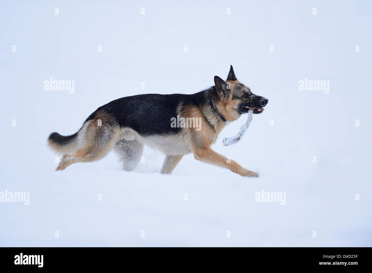 Snow In German German shepherd snow hi-res stock photography and images - Alamy
