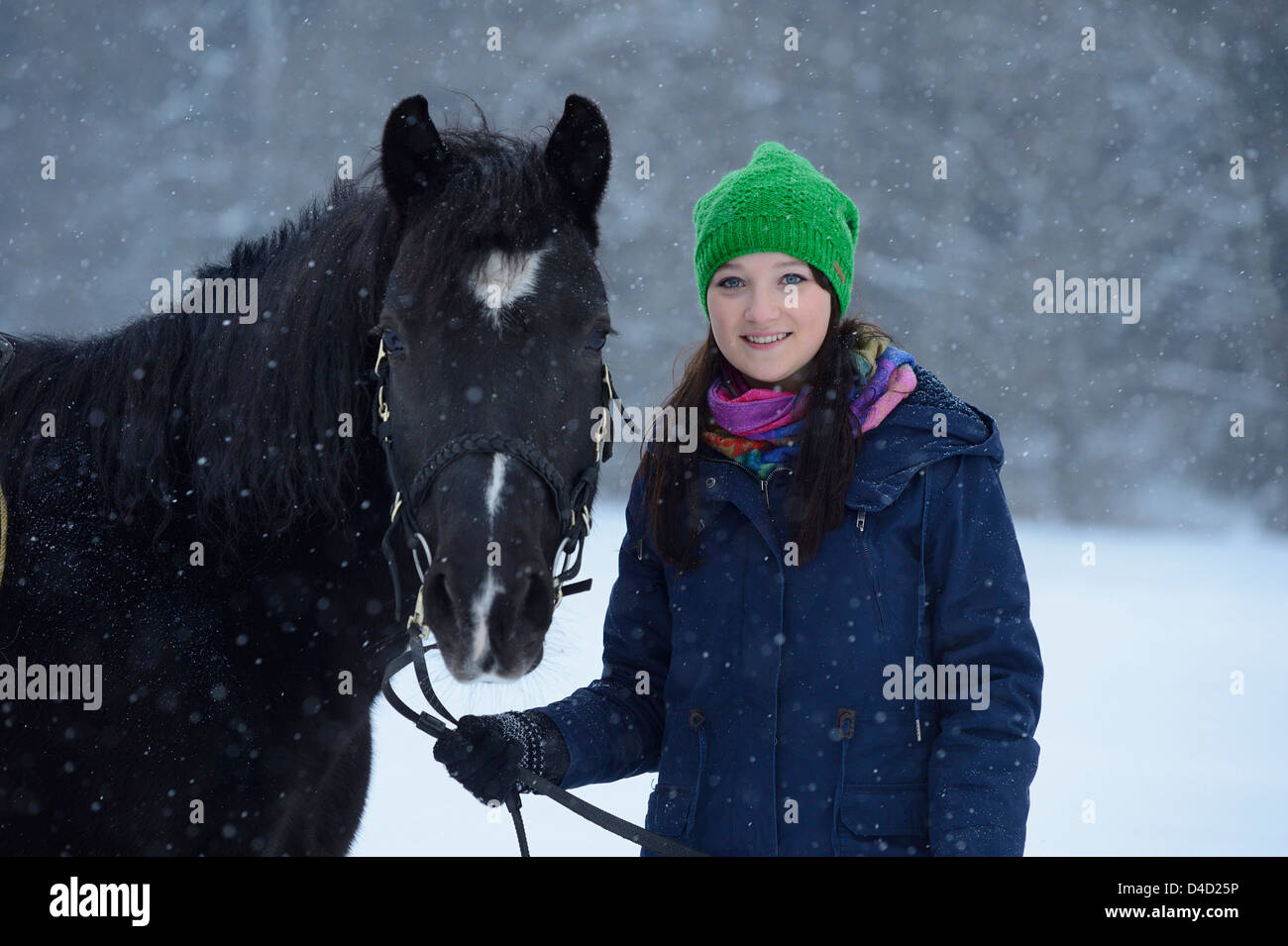 Young woman with arabo haflinger horse in snow, Upper Palatinate, Germany, Europe Stock Photo