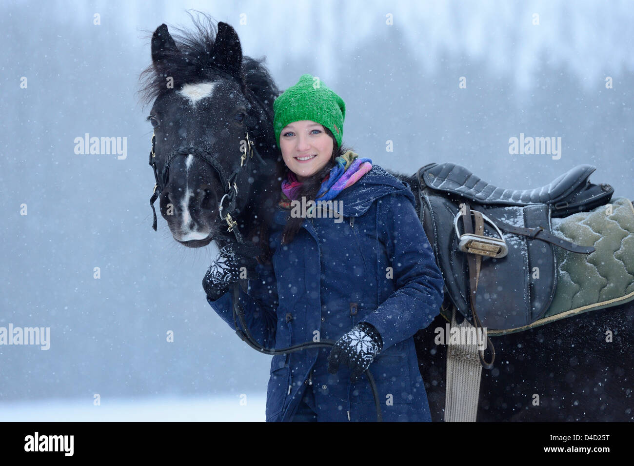 Young woman with arabo haflinger horse in snow, Upper Palatinate, Germany, Europe Stock Photo