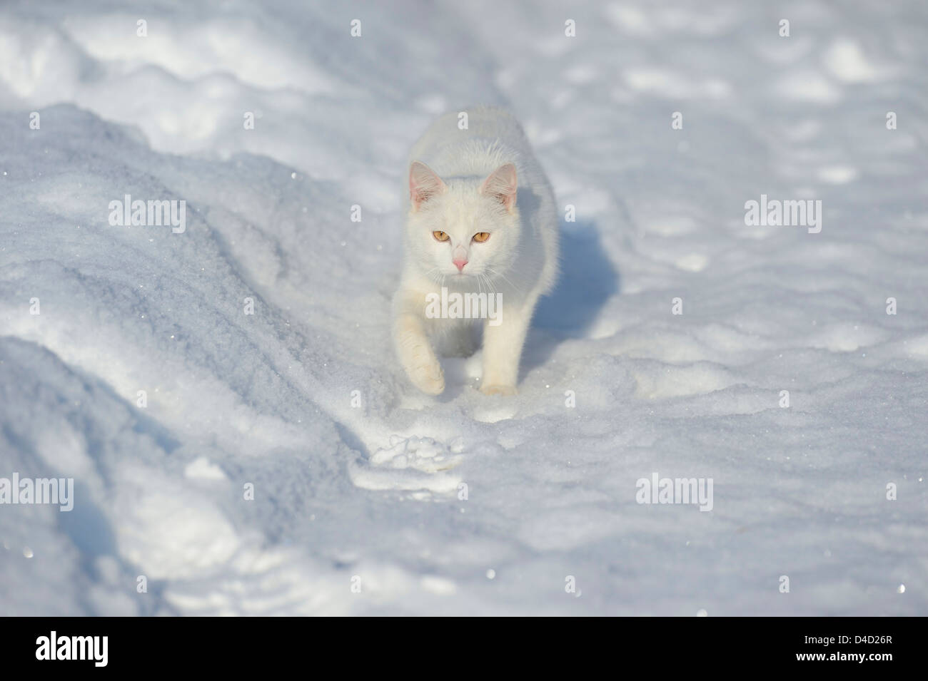 White cat store in snow