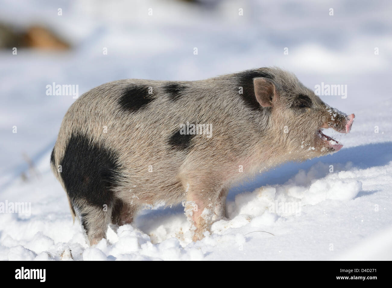 Pot-bellied pig in snow, Bavaria, Germany, Europe Stock Photo - Alamy