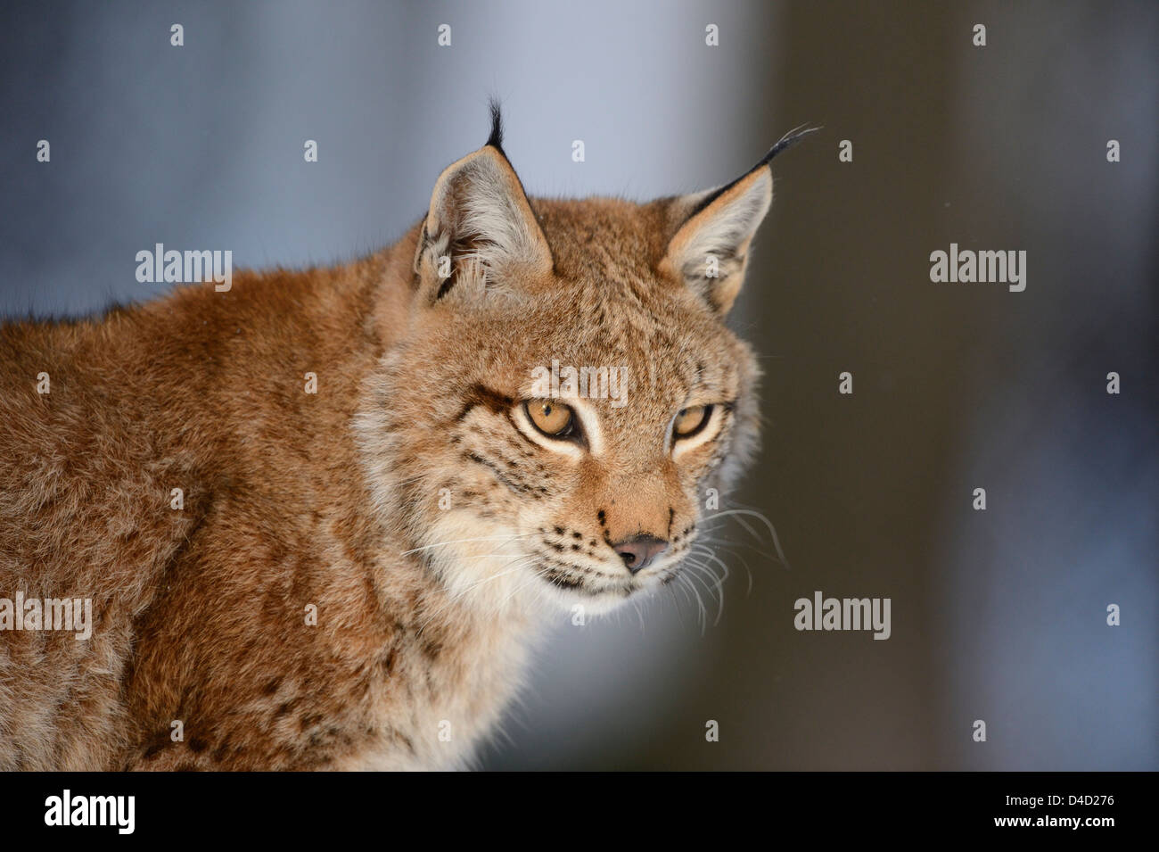 Lynx, lynx lynx, Bavaria, Germany, Europe Stock Photo