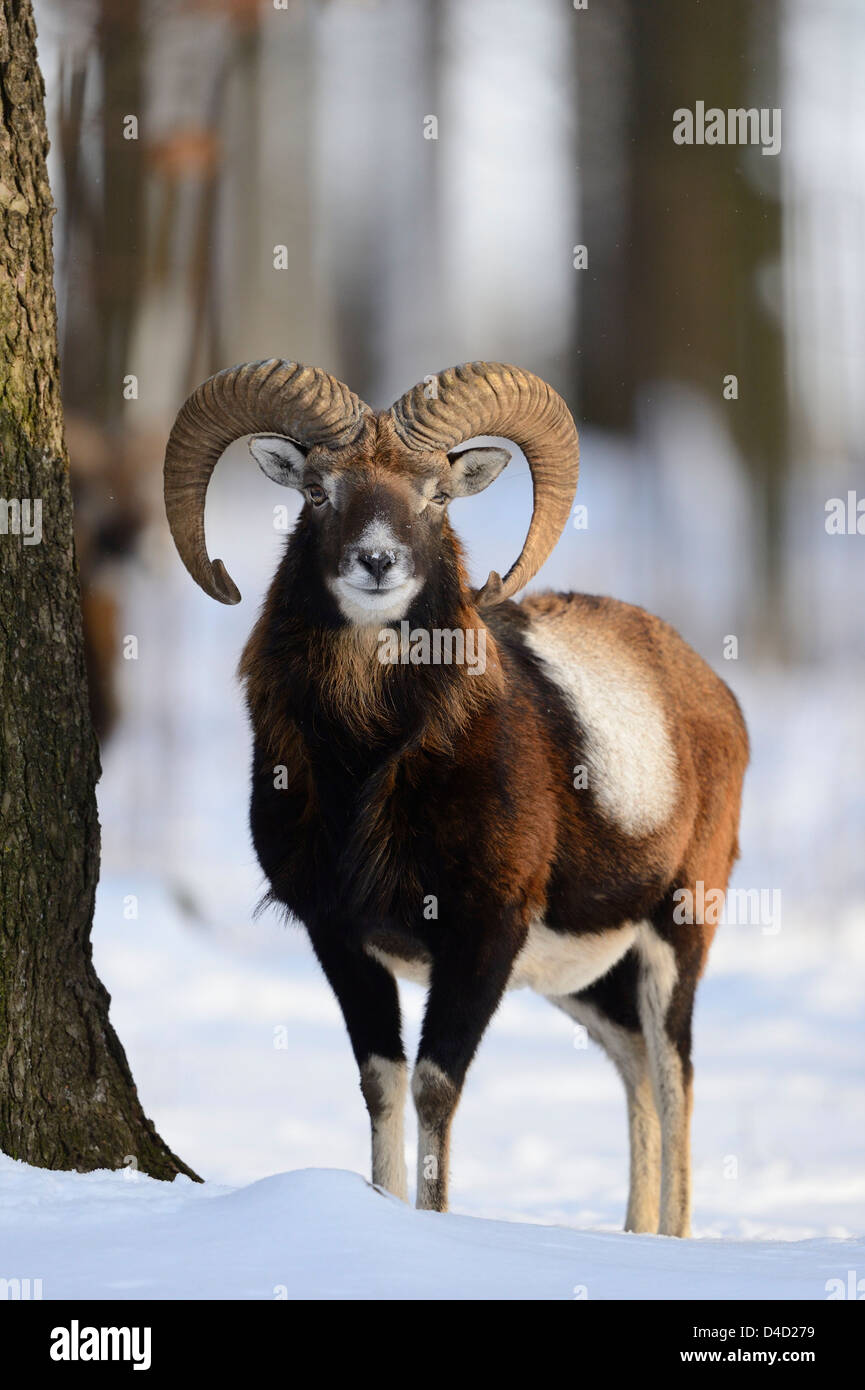 European mouflon, Ovis orientalis musimon, in snow, Bavaria, Germany, Europe Stock Photo