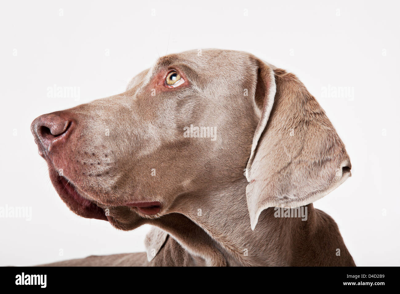 Close up of dog's face Stock Photo