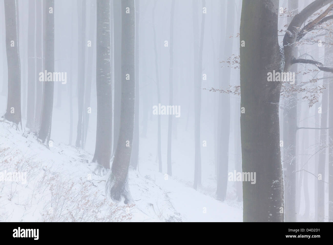 Misty winter forest at the Gaisberg, Salzburg, Austria Stock Photo