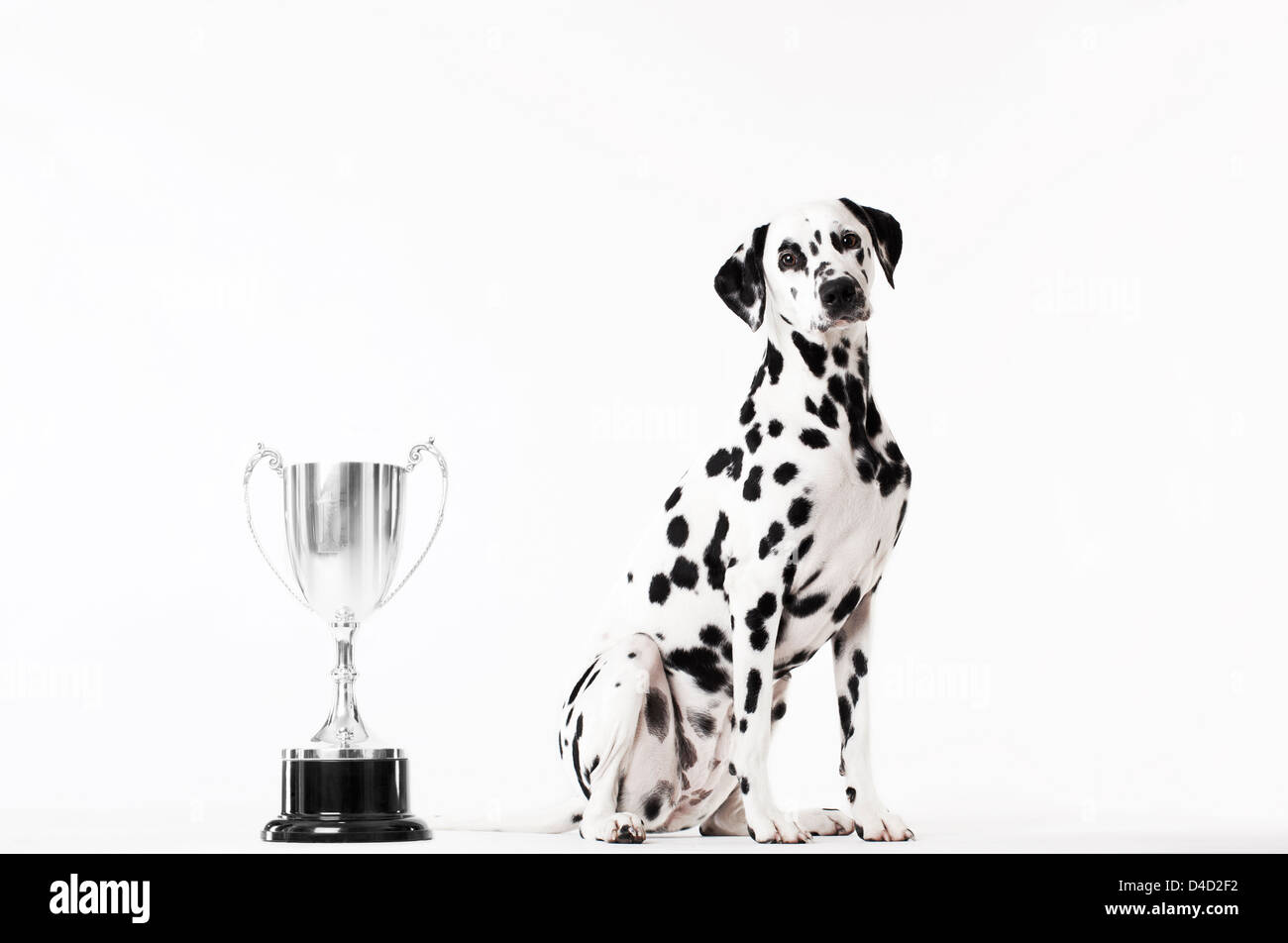 Dog sitting by trophy Stock Photo