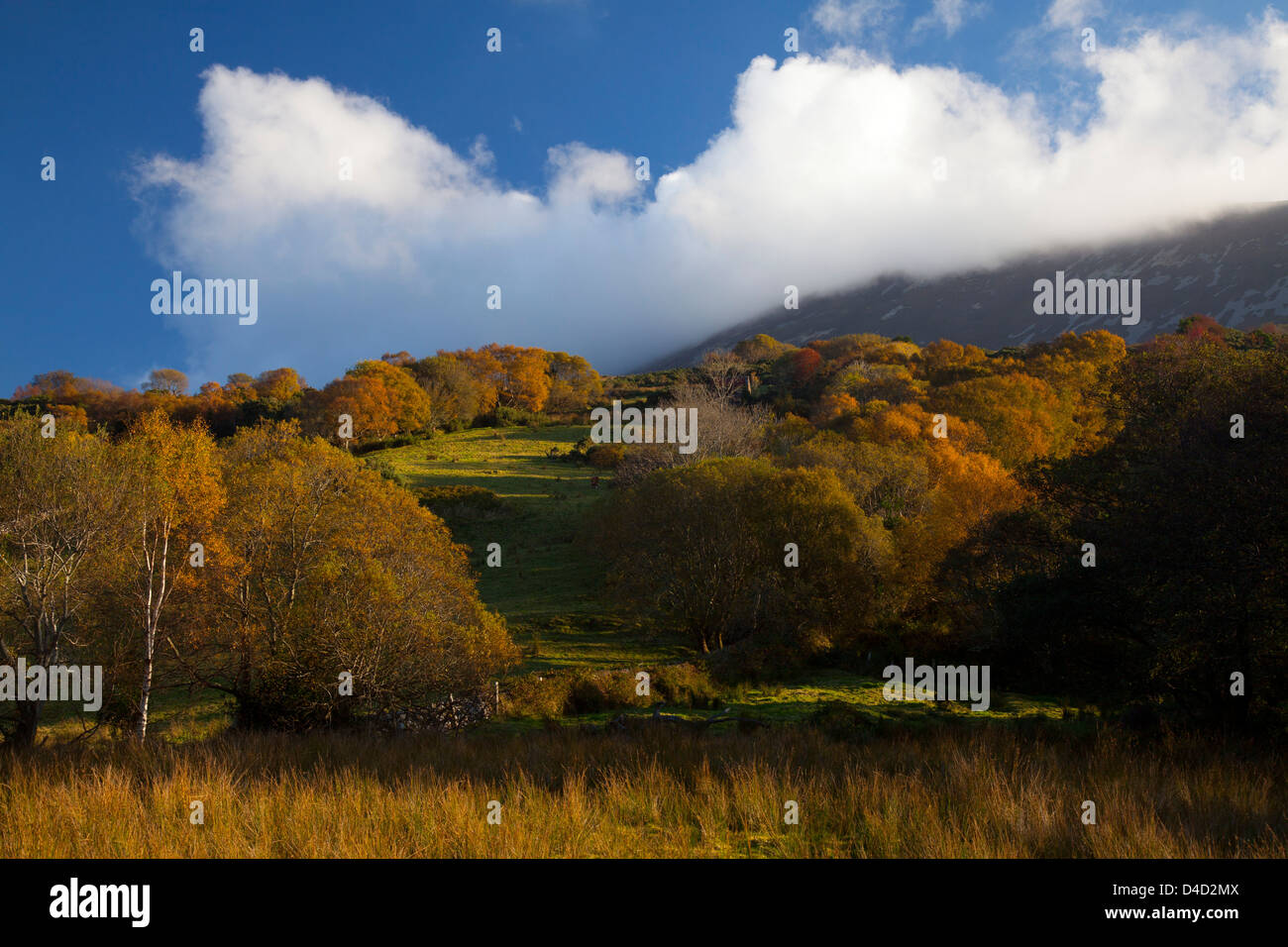Autumn birch trees in Glenhest valley, County Mayo, Ireland Stock Photo