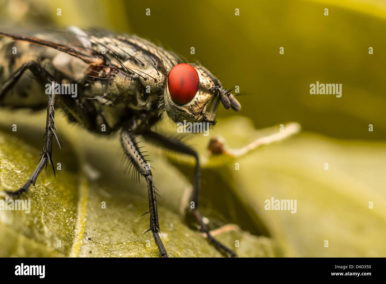 Common house bugs hires stock photography and images Alamy