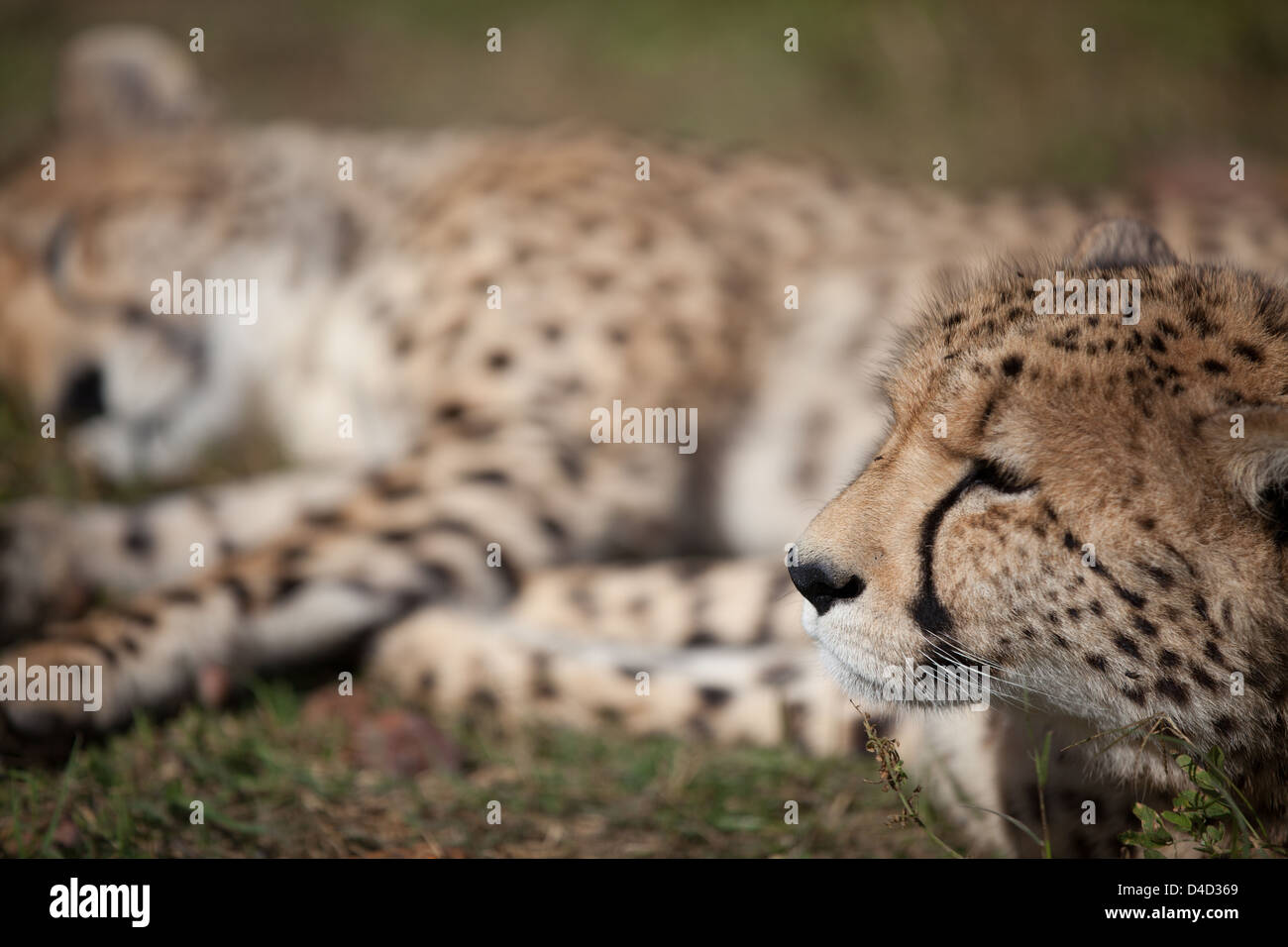 Cheetahs Resting Stock Photo
