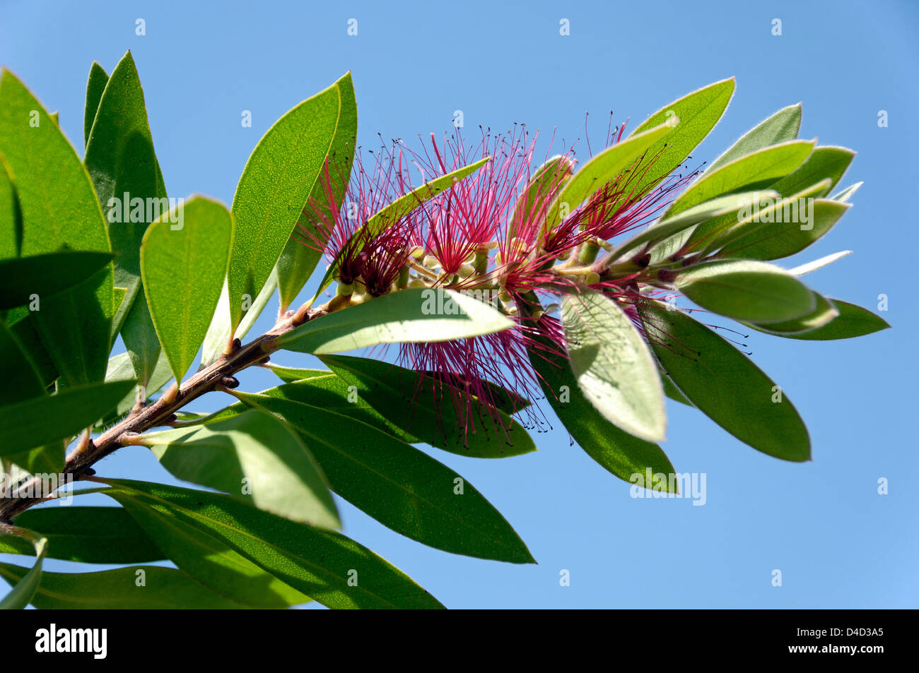 Callistemon (bottle brush) plant flowering in Crete Stock Photo