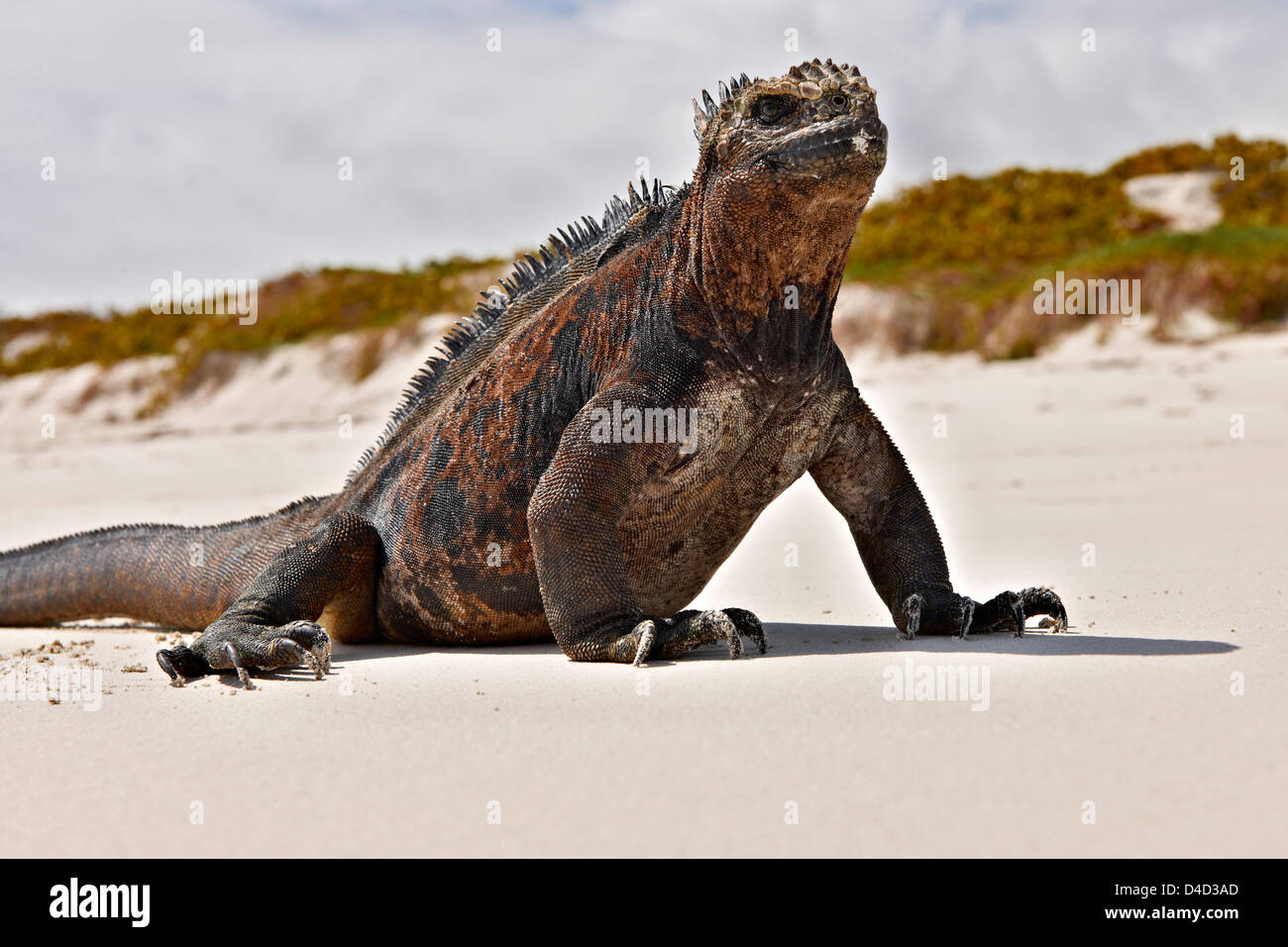 Marine Iguana, Amblyrhynchus cristatus, Santa Cruz Island, Galapagos Islands, South America, America Stock Photo