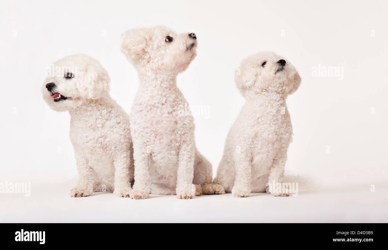 Identical dogs sitting together Stock Photo - Alamy