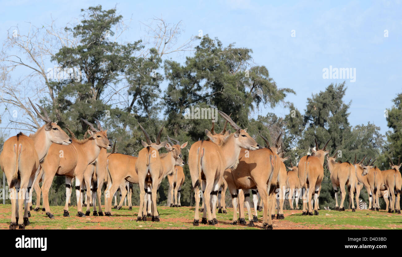 A herd of common Eland (Taurotragus oryx) Stock Photo