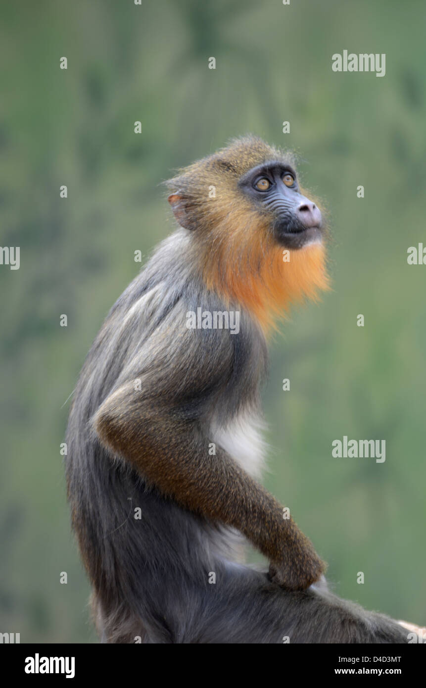 Weeper Capuchin (Cebus nigrivittatus) Stock Photo