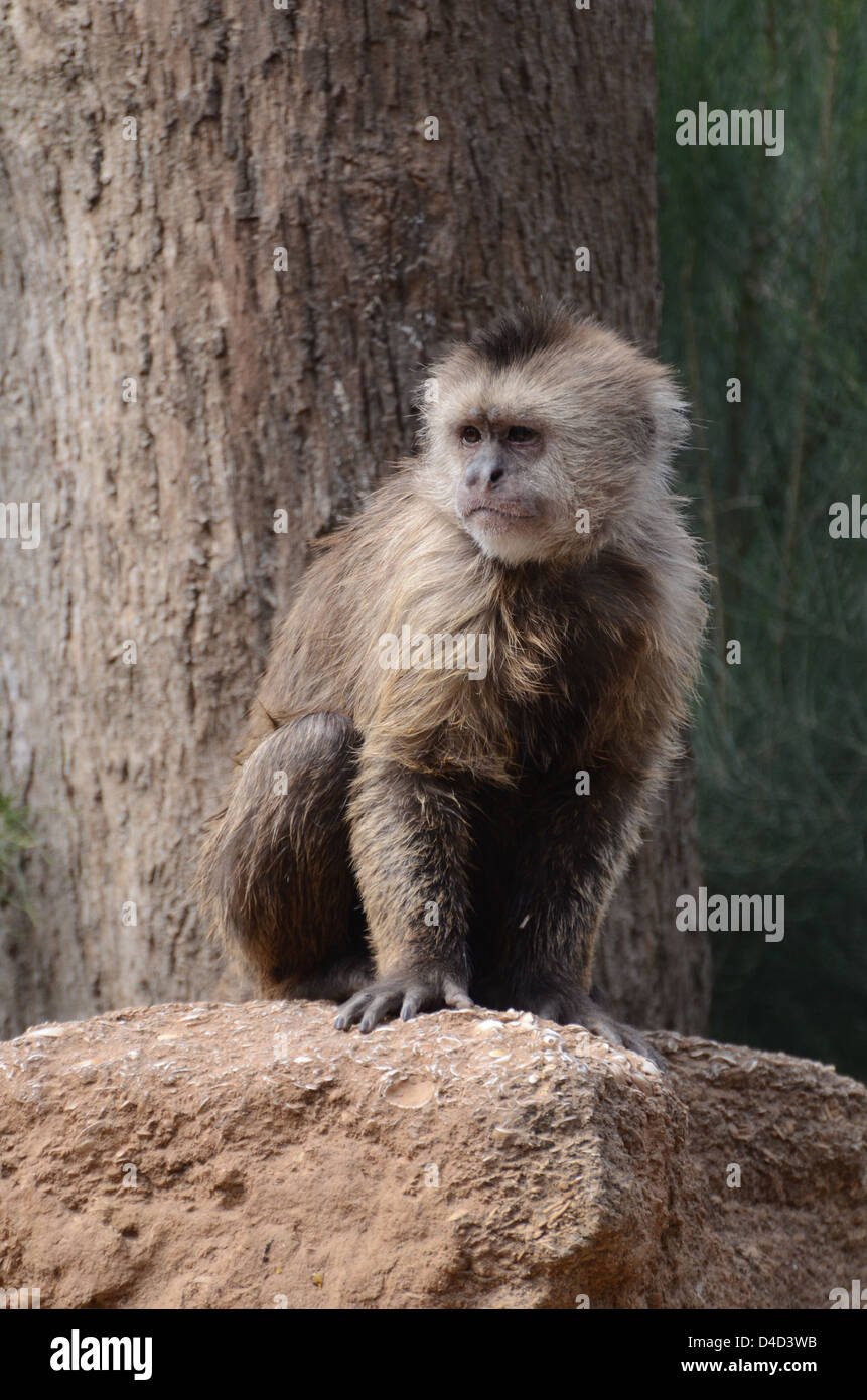 Weeper Capuchin (Cebus nigrivittatus) Stock Photo