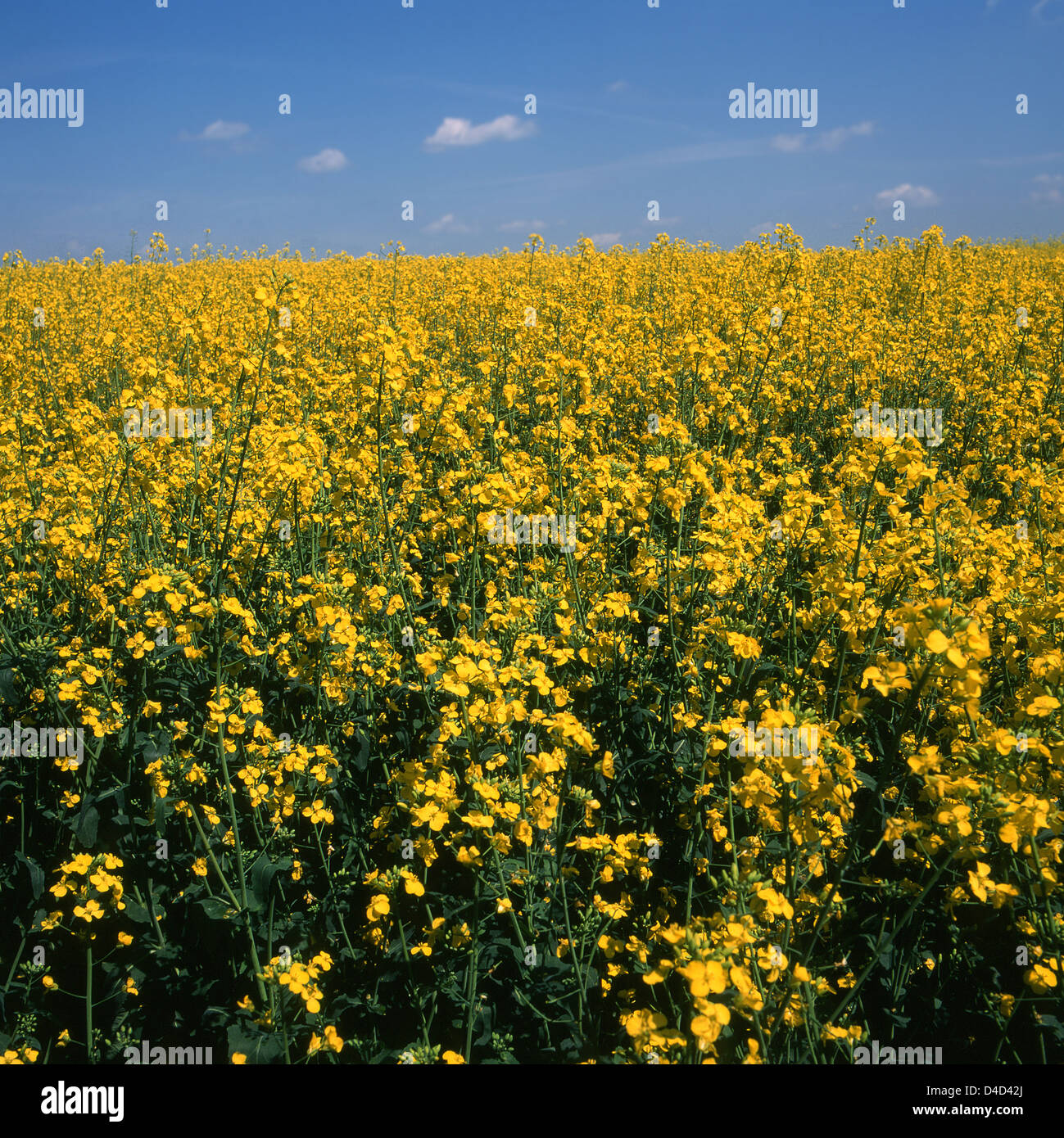 Yellow oilseed rape crop in flower, Nottinghamshire, UK Stock Photo