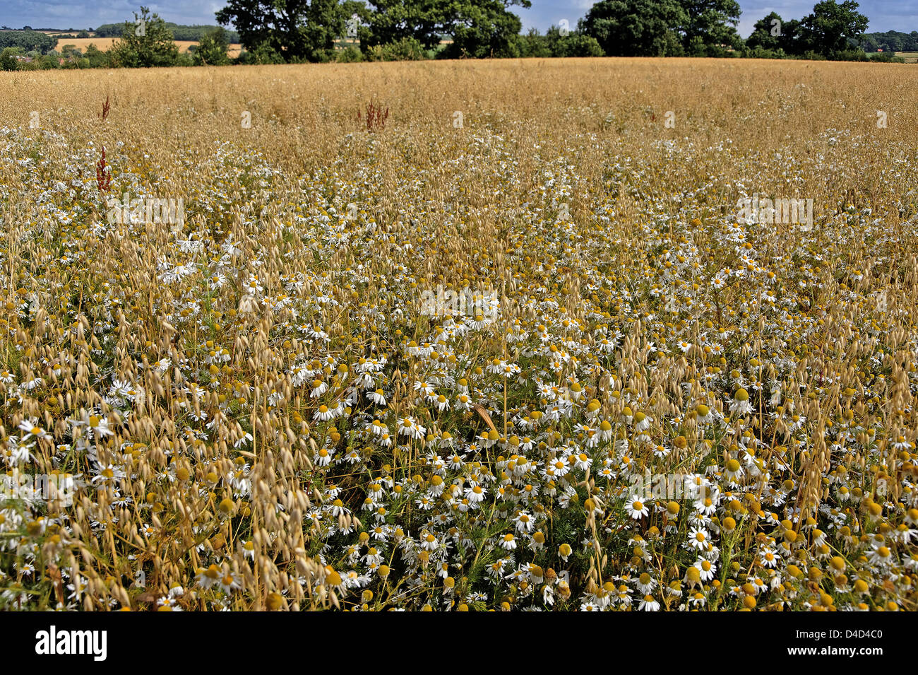 Organic oat crop with scentless mayweed and sorrel growing, Northamptonshire, UK Stock Photo