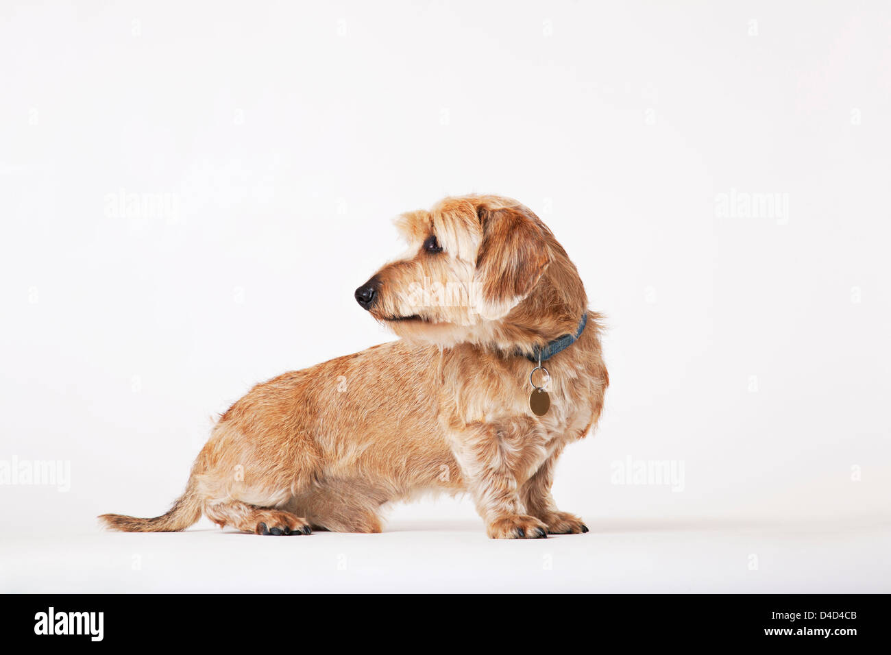 Dog looking over its shoulder Stock Photo