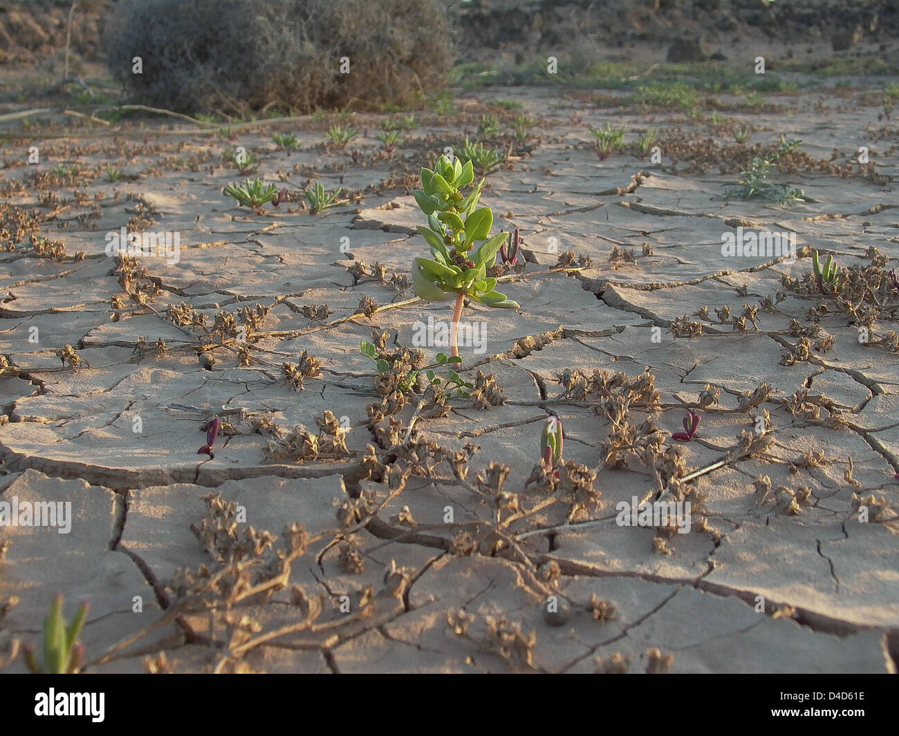 Dpa File The Picture Shows Dry Earth With Small Plants On