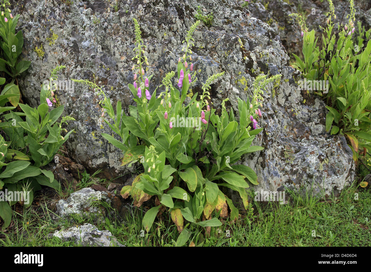 The picture shows Foxglove (Digitalis) in bloom on a rock near Cabeza del Buey, Spain, 24 April 2007. The plant is used to make medicine and it is poisenous. Photo: Hinrich Baesemann Stock Photo