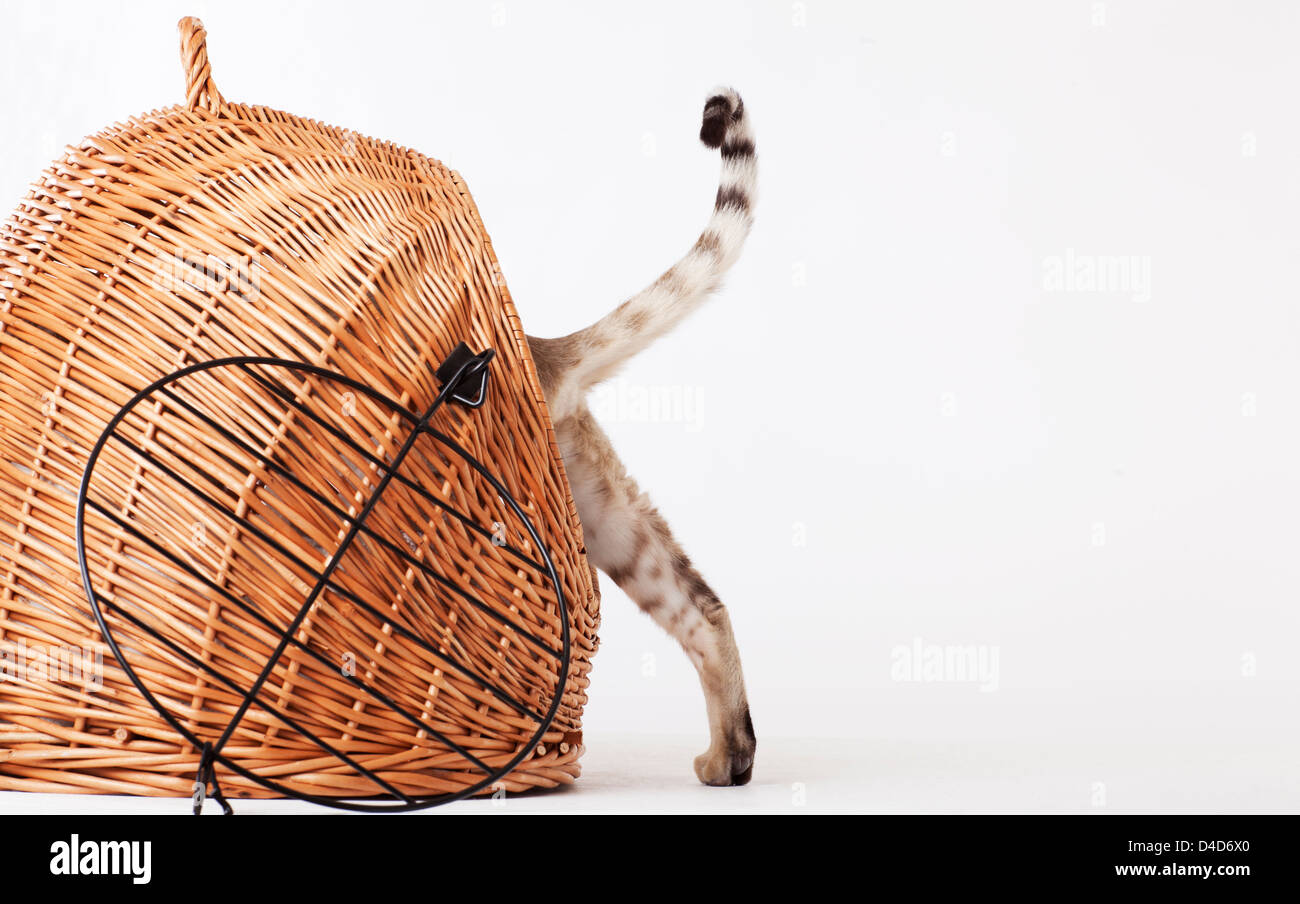 Cat climbing into wicker basket Stock Photo Alamy