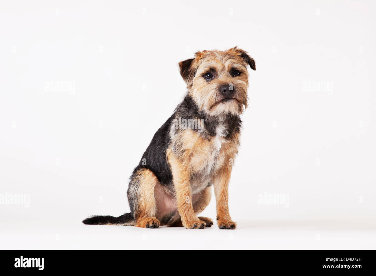 Dog sitting on floor Stock Photo