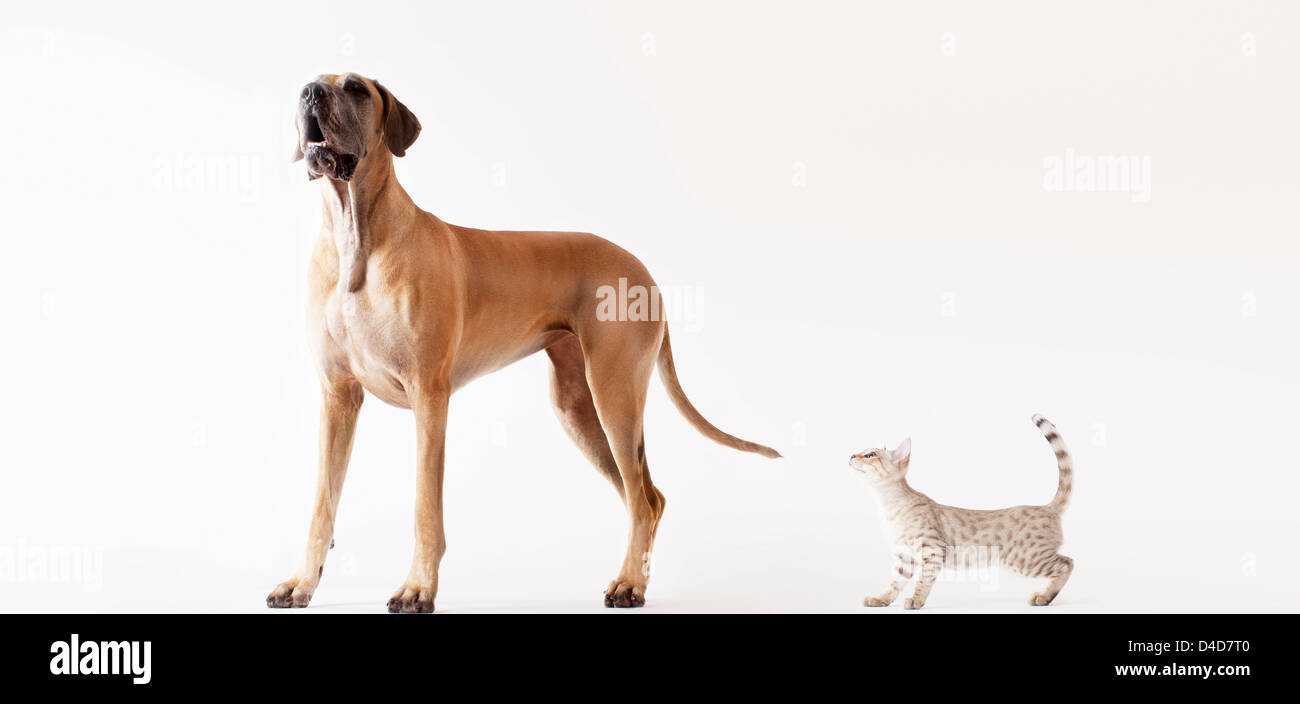 Cat sneaking up on howling dog Stock Photo