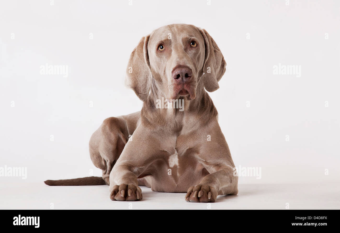 Dog laying on floor Stock Photo Alamy