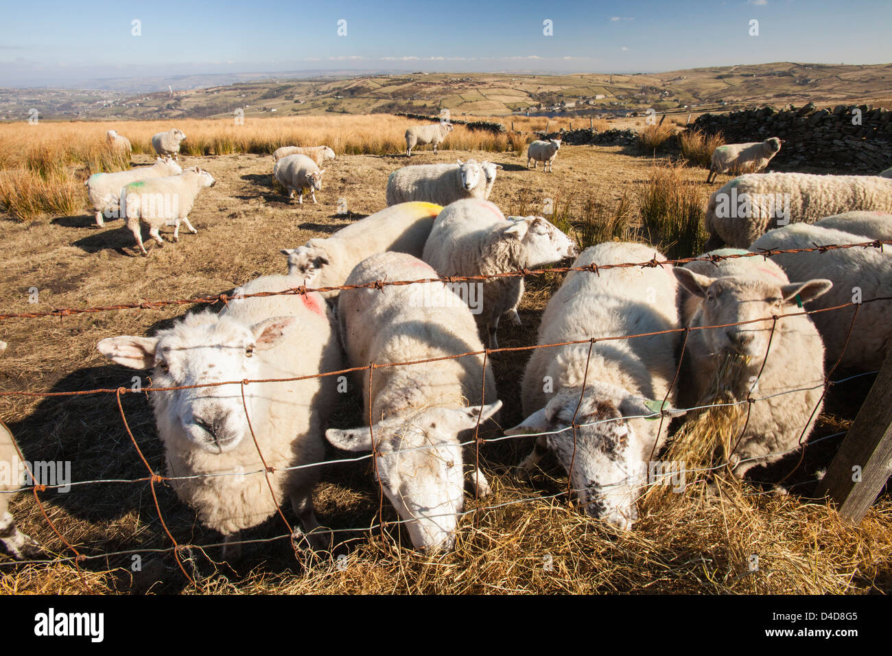 Sheep feeding on hay on Ovenden moor near Keighley, West Yorkshire, UK. Stock Photo